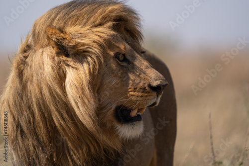 male lion in the savannah - Chobe National Park, Botswana