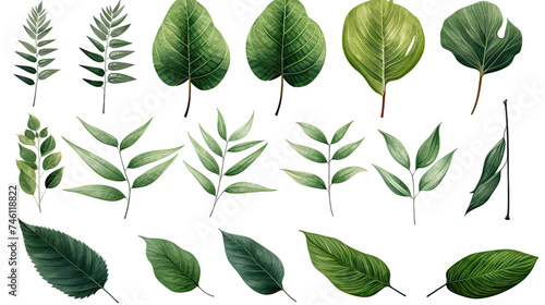 Collection Of Leaves of Different Plants Isolated on Transparent Background.png © AlimMahmud