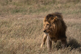 male lion in the savannah - Chobe National Park, Botswana