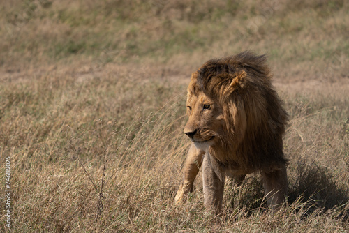 male lion in the savannah - Chobe National Park  Botswana