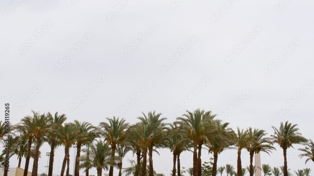 Palm trees bottom view on blue sky background. Tropical coconut palm leaf trees at sunlight. Beach on the tropical island. Slow motion. Looking Up. Advertising, background picture. High quality 4k Palm trees bottom view on blue sky background. Tropical coconut palm leaf trees at sunlight. Beach on the tropical island. Slow motion. Looking Up. Advertising, background picture. High quality 4k