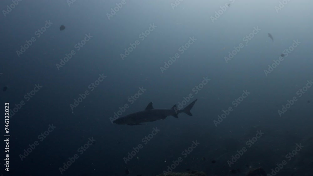 Whitetip Reef Shark over the Reef - Komodo Archipelago in Indonesia Whitetip Reef Shark over the Reef - Komodo Archipelago in Indonesia