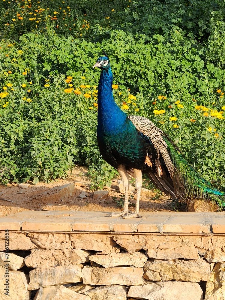 Fototapeta premium peacock in the park
