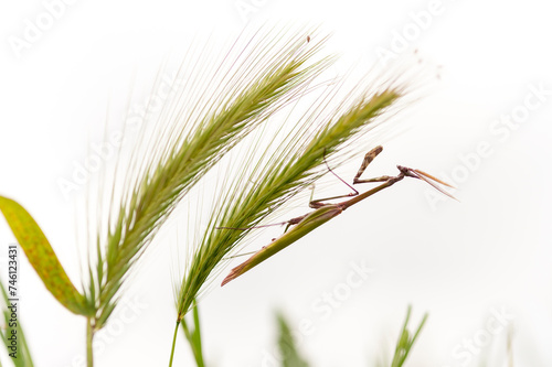 praying mantis on the grass Empusa pennata, or the conehead mantis