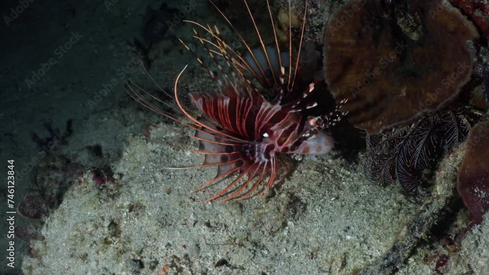Lionfish over the Fish - Komodo Archipelago in Indonesia Lionfish over the Fish - Komodo Archipelago in Indonesia