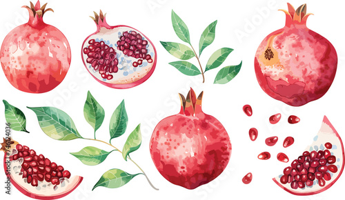 Vector watercolor pomegranate fruit set hand drawn vector illustration on white background. Pomegranate fruit whole and half and green leaves photo