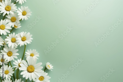 chamomile flowers background with pastel green mint background with copy space right. Spring Easter backdrop.  © Dina