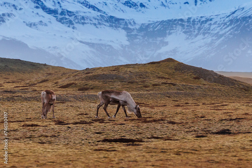 Meadows in iceland with adorable mooses  lovely creatures roaming free in icelandic farmland under bright sky. Animals in icy frozen  arctic landscapes with natural park species.