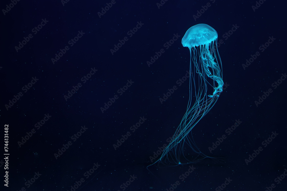 Fluorescent jellyfish swim underwater in aquarium pool with blue neon light. One Atlantic sea nettle chrysaora quinquecirrha in blue water, ocean. Theriology, tourism, diving, undersea life. Fluorescent jellyfish swim underwater in aquarium pool with blue neon light. One Atlantic sea nettle chrysaora quinquecirrha in blue water, ocean. Theriology, tourism, diving, undersea life.