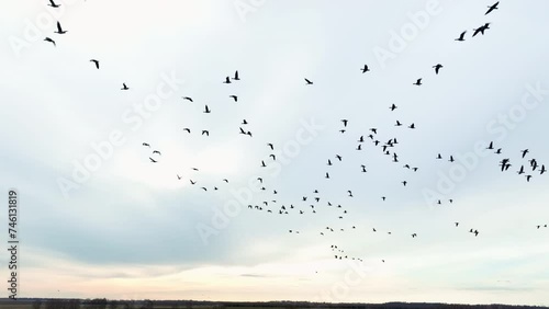Migratory birds are return. Geese Bird Migration in sky on sunset. Birds Migrate. Migratory Birds Return Home In Spring. Migration Geese in the sky on sunrise returning from its winter quarters photo