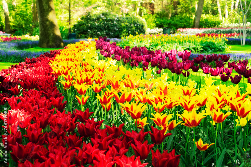 fresh spring lawn with rows of blooming fresh multicolored tulips flowers