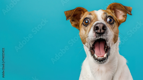 Funny dog face of jack russell terrier isolated on light pastel background with copy space the side. Shocked and surprised face.