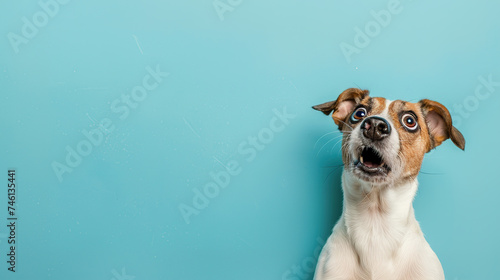 Funny dog face of jack russell terrier isolated on light pastel background with copy space the side. Shocked and surprised face.