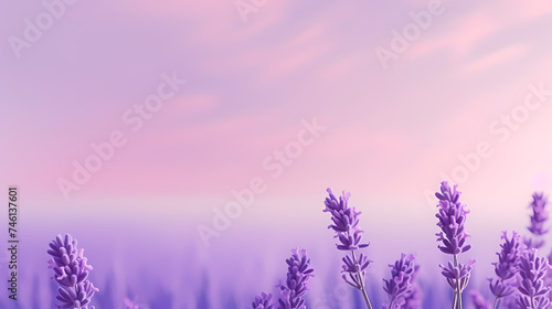Panoramic view of lavender fields in bloom