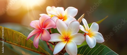 Three white and pink Plumeria flowers contrast beautifully against a vibrant green leaf. The delicate petals are in full bloom, showcasing their natural beauty.