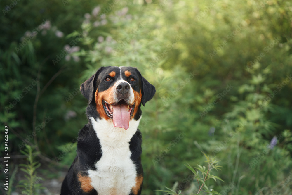 A joyful Greater Swiss Mountain Dog poses amidst flowering shrubs, a picture of vitality and happiness
