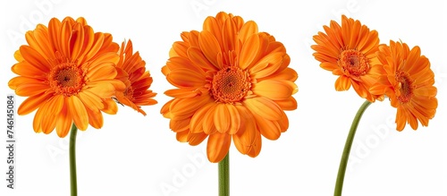 Three vibrant orange Gerber daisies are sitting next to each other, casting their radiance on a pristine isolated white background.