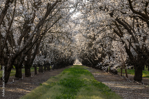 Almond Blossom Tree Tunnel. Modesto, Stanislaus County, California. photo