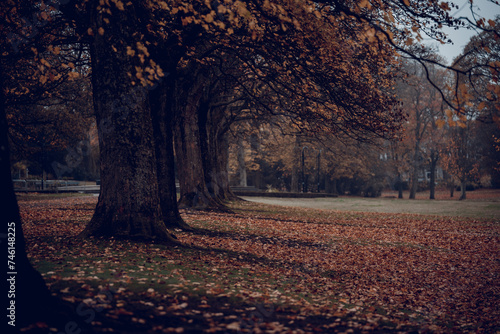 Autumn In the Park