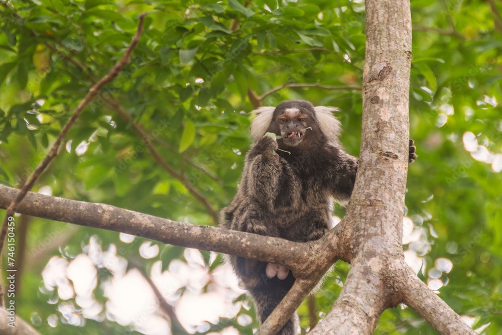 Marmoset monkey seen up close climbing a tree eating a cricket. Maragogi, Alagoas, Brazil.