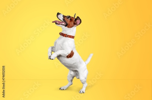 Dog exercising, happy young pet playing