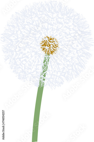 dandelion illustrated