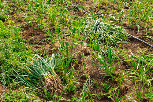 Harvested young garlic on vegetable field. Garlic crop on ground. © JackF
