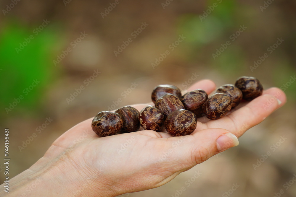 Seeds of Amazonian rubber tree (Hevea brasiliensis) against light
