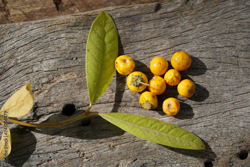 Muruci fruits (Byrsonima crassifolia), also known as murici, from a tree in the Malpighiaceae family. The tropical yellow fruits are sweet and have a special flavor. Solimoes, Rio Tapajos, Brazil. photo
