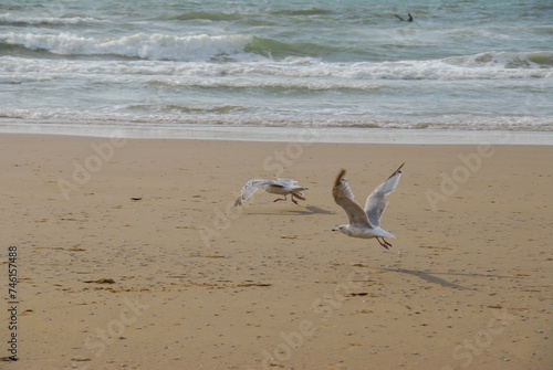 Seagulls on the coast of the North Sea, Kijkduin Beach