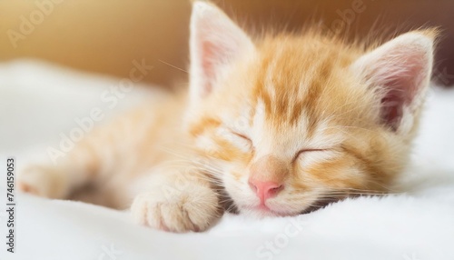 A yellow tabby kitten sleeping on a bed with white sheets. Close-up photo. 