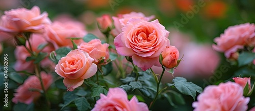 A stunning display of enchanting pink roses nestled among lush green leaves in a beautiful garden.