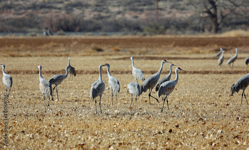 Cranes on a meadow - Bosque del Apache National Wildlife Refuge, New Mexico © jerzy