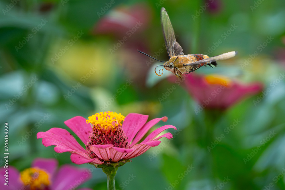 Pellucid hawk moth Cephonodes hylas flying over zinnia flower in flower garden, natural bokeh background Pellucid hawk moth Cephonodes hylas flying over zinnia flower in flower garden, natural bokeh background