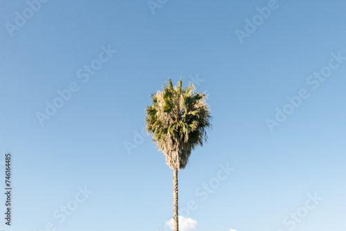 Single Palm tree against the sky, California vibes