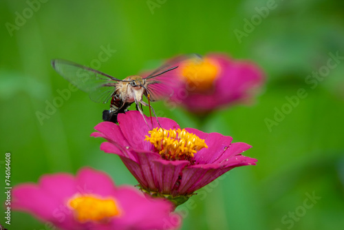 Pellucid hawk moth Cephonodes hylas sucking nectar from zinnia flower, natural bokeh background	