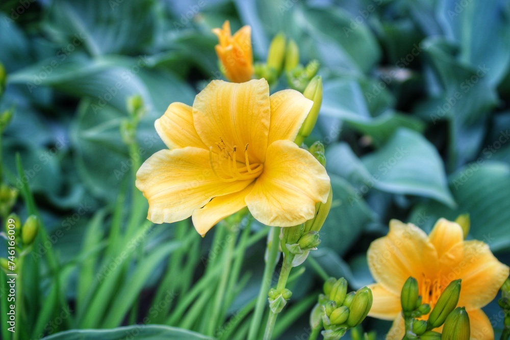 yellow flower yellow flower