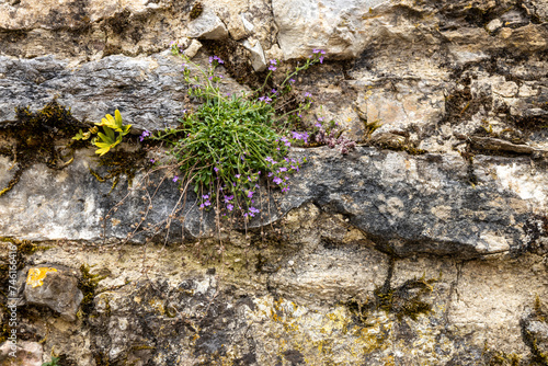 Small flowering plant growing between the rocks of an old medieval wall.