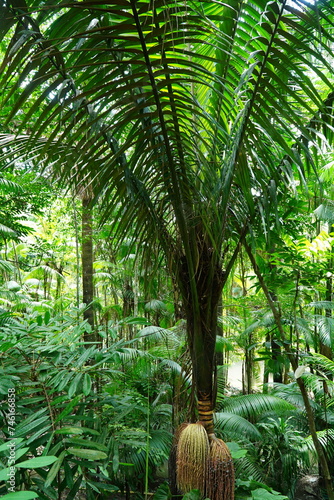 Wallpaper Mural Oenocarpus palm with large cones of ripe purple colored fruits. The violet berries can be processed into an extremely healthy juice. Manaus, state of Amazonas, Brazil. Torontodigital.ca
