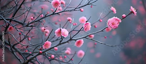 A branch adorned with beautiful pink flowers showcasing the vibrant blossoms.