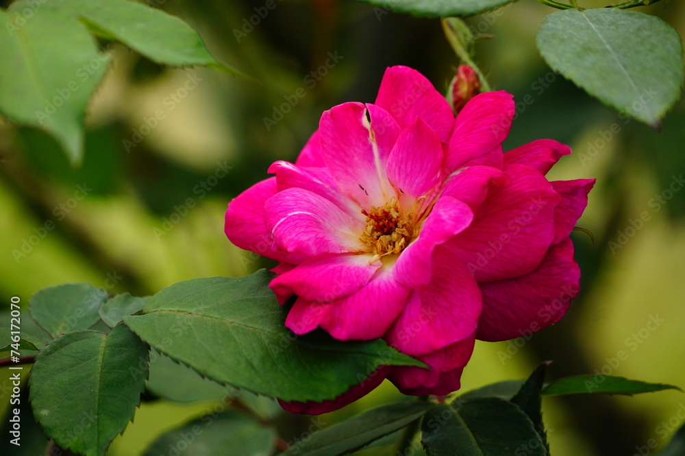Close-up of roses blooming in the garden Close-up of roses blooming in the garden