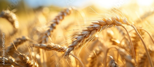 A close-up shot of wheat ears in a sunlit field, signaling the perfect harvesting time.