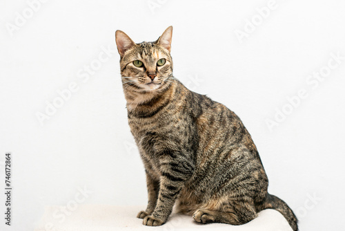 Photos gato sentado