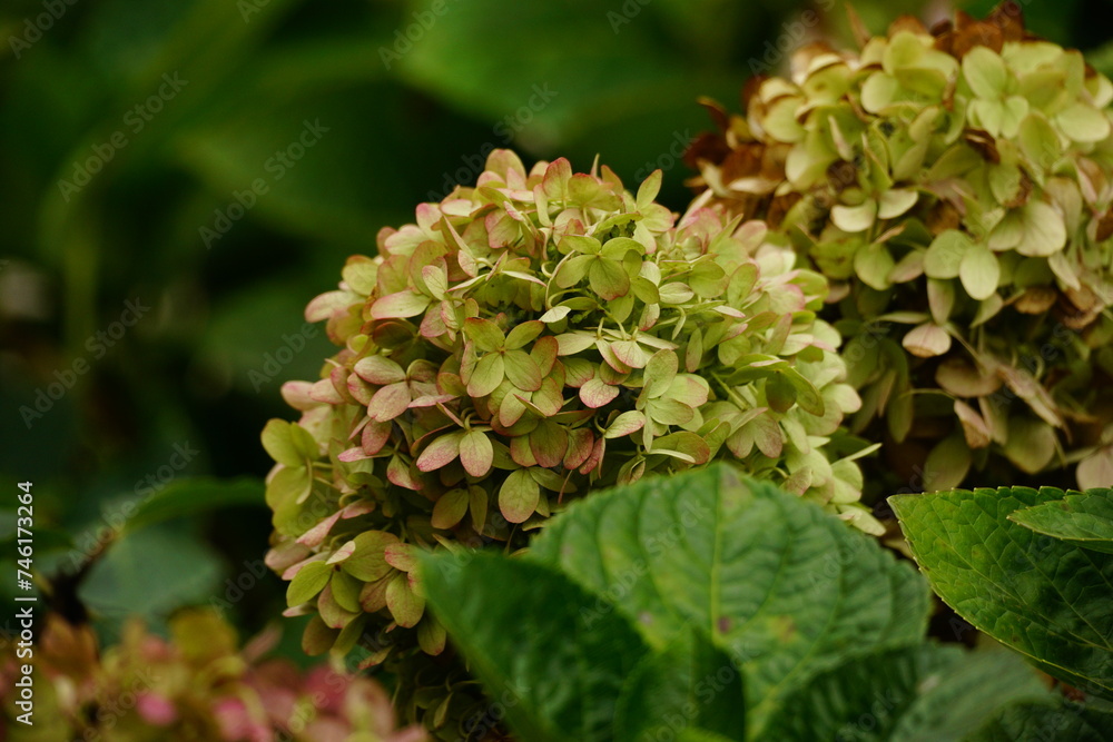 Close-up Oversized fresh purple hydrangea Close-up Oversized fresh purple hydrangea