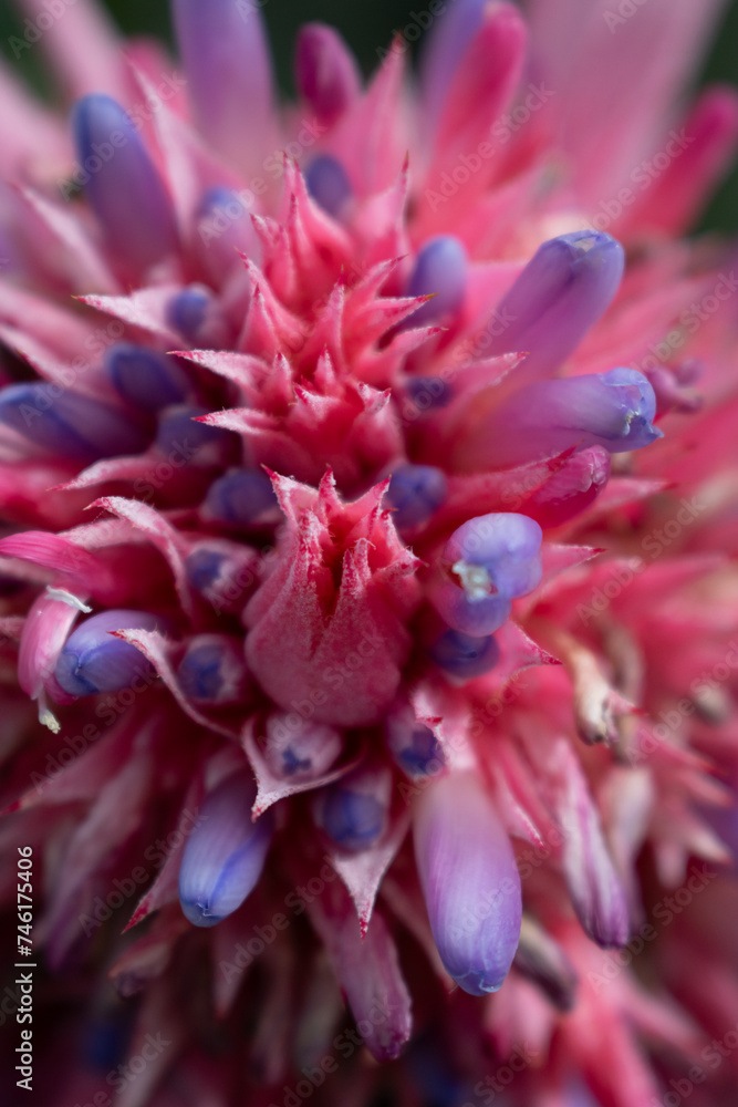 flor orquidea 