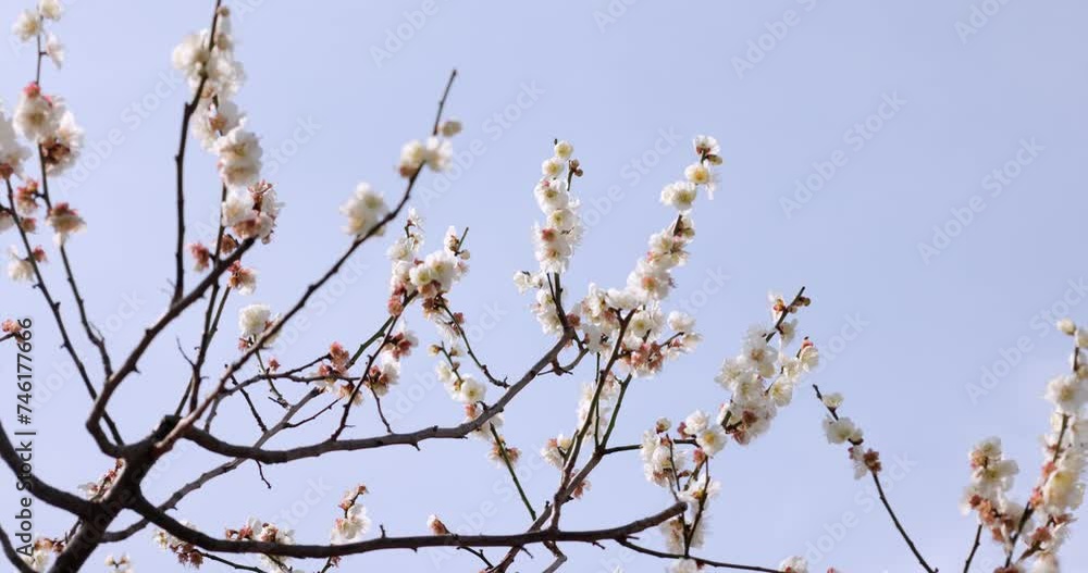梅の花をクローズアップした映像。 梅の花をクローズアップした映像。