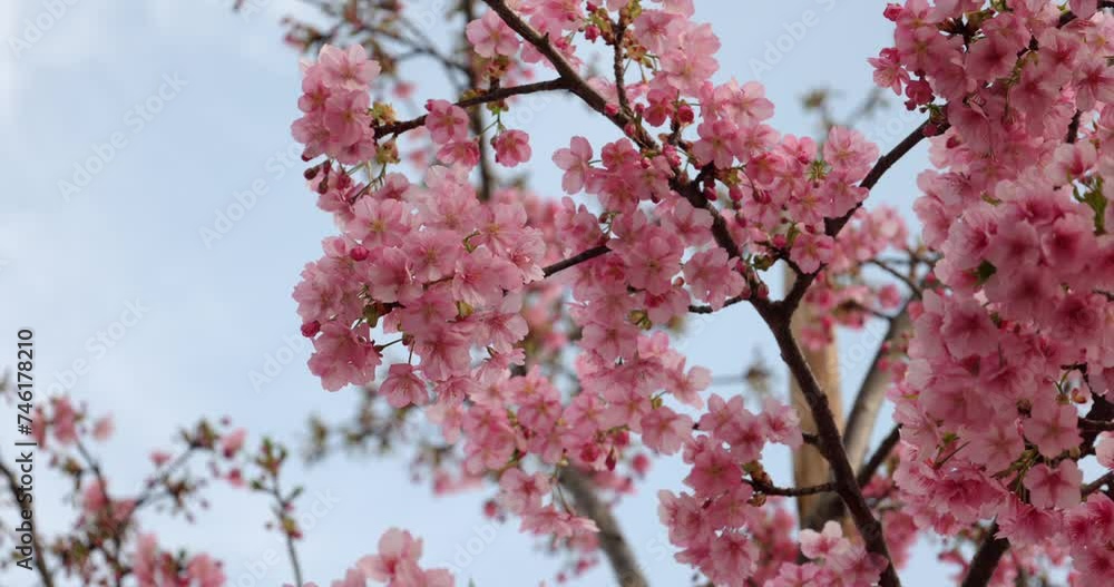 ピンク色の花を咲かせた桜の枝。