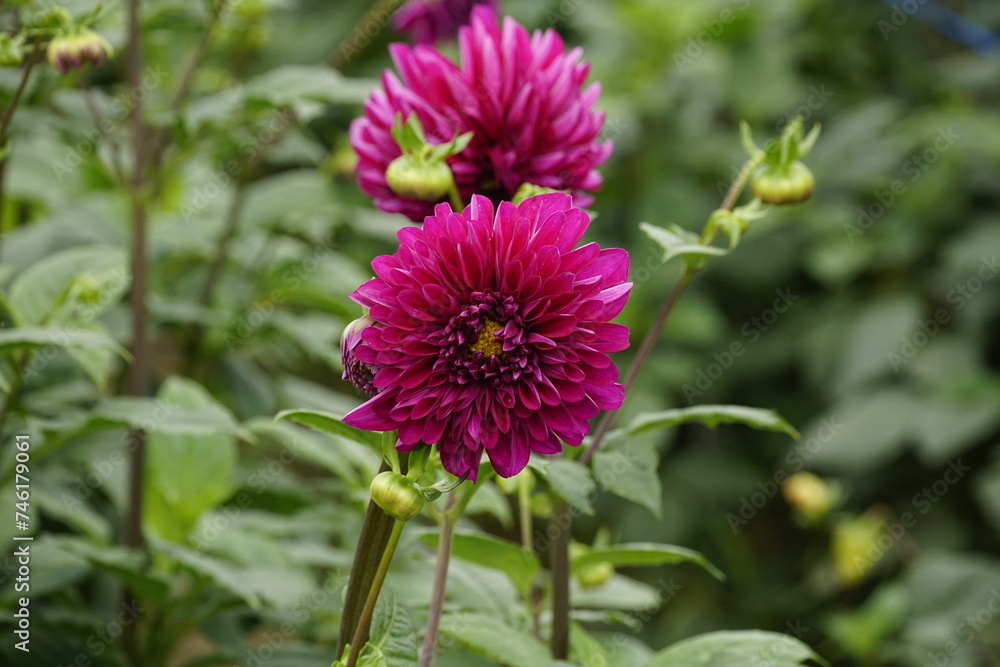 Close-up of dahlias blooming in the garden