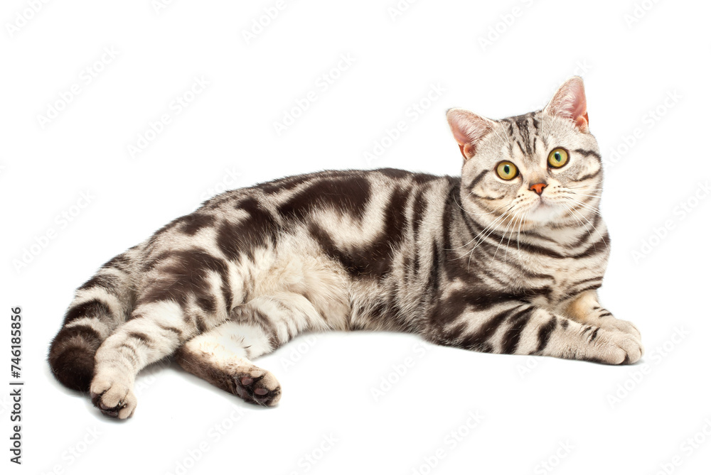American Shorthair cat American Shorthair cat