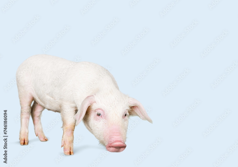 Domestic cute pink pig on background Domestic cute pink pig on background